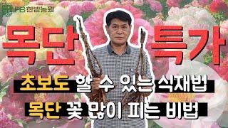 목단 파격 할인! 초보도 쉽게 심는법 + 꽃을 많이 피우는 비법 다 알려드릴게요! (댓글 이벤트 중)