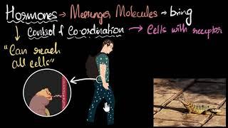 Hormones Intro & working | Control & Coordination | Biology | Khan Academy