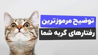 دوازده کار عجیب و غریبی که گربه ها انجام میدن و دلایل اون ها