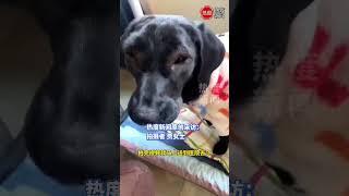 狗狗在阳台玩耍被虫子蛰了，仅十几分钟就肿成蜂蜜，“小狗眼睛肿成黑布林大李子”