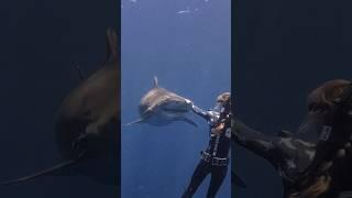 How To Gently Redirect A Tiger Shark Like Roxy  #tigershark #sharkdiving #sharks #shorts