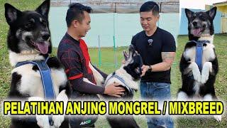 Pelatihan Anjing Mongrel / Mixbreed -  Non Stop Dog Wear Indonesia