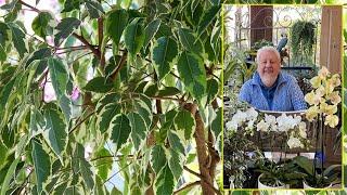 FICUS BENJAMINA, A SMALL INDOOR TREE ALL IN GRACE AND FLEXIBILITY. Le Quotidien du Jardin N°476