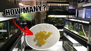 Removing L134 Leopard Frog Pleco Eggs