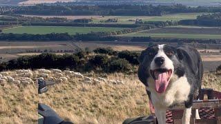 Amazing border collie sheepdog gathering sheep for the last time this year