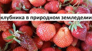 Клубника в природном земледелии.