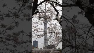 We found perfect Cherry Blossoms in Tokyo, Japan!