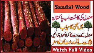 "A Guide for Pakistan on Cultivating Sandalwood Trees"