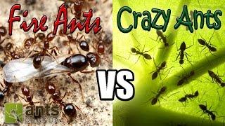 Flying Fire Ants vs Cloning Crazy Ants | Amazing Ant Reproduction