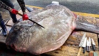 세상에서 가장 무거운 물고기 개복치 1.2t 해체작업 Giant Sunfish cutting skill / Korean street food