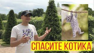 Спасите котика! И другие секреты сценарного мастерства | Блейк Снайдер