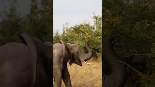 Elephants Paradise in Tarangire National Park Tanzania