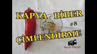 KAPYA BİBER ÇİMLENDİRME