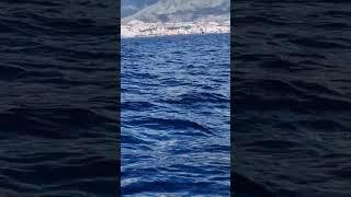 Whales in Tenerife, ocean view