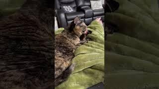 Licking sound prank on my cat  (: ViralHog)