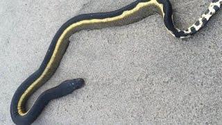 Venomous sea snake washes ashore