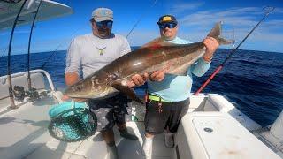 How to Find & Catch MONSTER Cobia in the Gulf of Mexico *Catch, Clean & Cook*