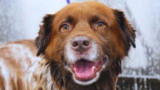 This Dog Is The Epitome Of.. "I'm Just Happy To Be Here"  | When Your Dog Gets SKUNKED