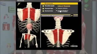 Muscular Layers and New learning method , Updated 21.11.13