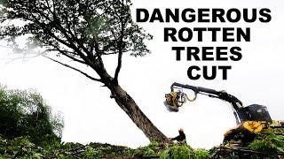 DANGEROUS BIG NASTY ROTTEN HOLLOW CRAPPY TREES GETTING HAND CUT!