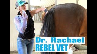 Dr Rachael Rebel Vet Episode 7 'To Breed or Not to Breed'