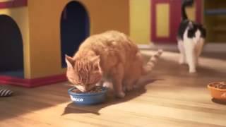 Friskies 7 Cat Food   Friskies Taste Kitchen   Purina® Friskies