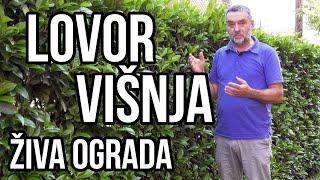 Živa ograda - lovor višnja