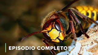 los INSECTOS más GRANDES y PELIGROSOS del Mundo