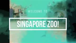 Singapore zoo (Pae).