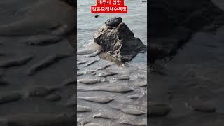 #제주시 삼양 검은모래 해수욕장의 썰물풍경#