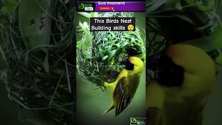 This Birds Nest Building skills Will Amaze You! #wildlife #wildlifeentertainment #animals