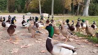 Enten im Stadtpark  Anklam