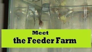 Meet the Feeder Farm - Gromble and Flowerhorn eat Feeders
