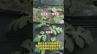 大果型西瓜是如何三蔓整枝的#蔬菜种植技术 #农业技术推广 #农业技术 #蔬菜种植 #农业种植技术 #农业知识 #三农种植 #种菜小技巧 #种植小技巧 #种植技术