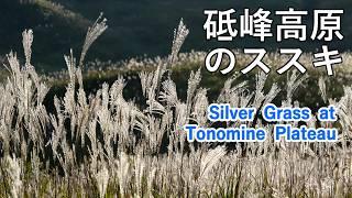 Silver Grass in Tonomine Plateau, Hyogo Prefecture, Japan [ 4K ]