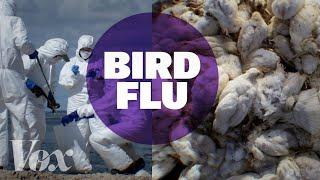 Is it time to worry about bird flu?