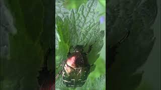 Green rose chafer / Бронзовка золотистая #shorts