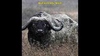 Búfalo del Nilo - el animal con los cuernos más grandes #youtube #youtubeshorts #ytshorts