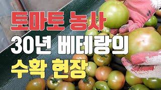 토마토 농사 30년 베테랑의 수확 현장