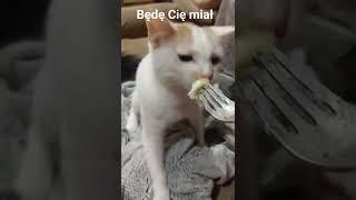 #BędęCięMiał #CatAmber #Amber