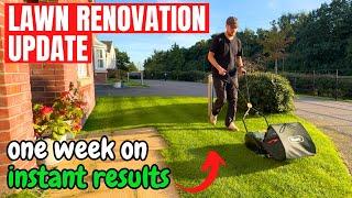 Lawn Renovation Update - What to expect after 1 week