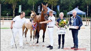 KWPN Championships 2024 - Compilation Gelders foals & mares