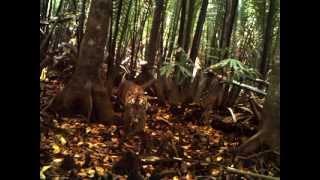 First peek at wild tiger cubs