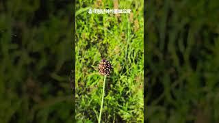 달래 씨앗!!