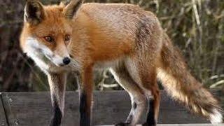 Karl-James Langford Channel 01.1975 Video Log Acting, The Fox, Archaeology, Walking Dead