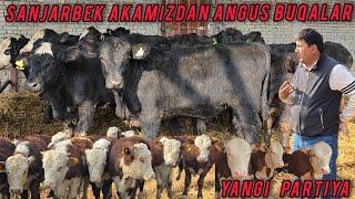 SANJARBEK AKAMIZDAN YANGI PARTIYA ANGUS BUQALAR 🫡