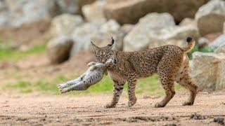 Iberian Lynx attacks and kills rabbit - Spain