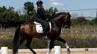 LECO | FANTASTIC PRE HORSE stallion schoolig PSG level | Pirofree & clean xrays | 6 years