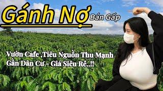 Siêu Hot! Bán Lô Đất Đắk Nông Cafe , Tiêu  Giá Rẻ - Nguồn Thu Mạnh, Đầu Tư Ngay!