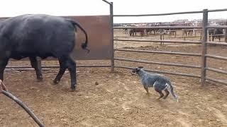 Australian cattle dog loading cattle on truck || Blue heeler || cattle dog ||working dog